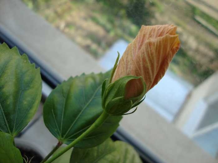 DSC00133 - 2010 hibiscus