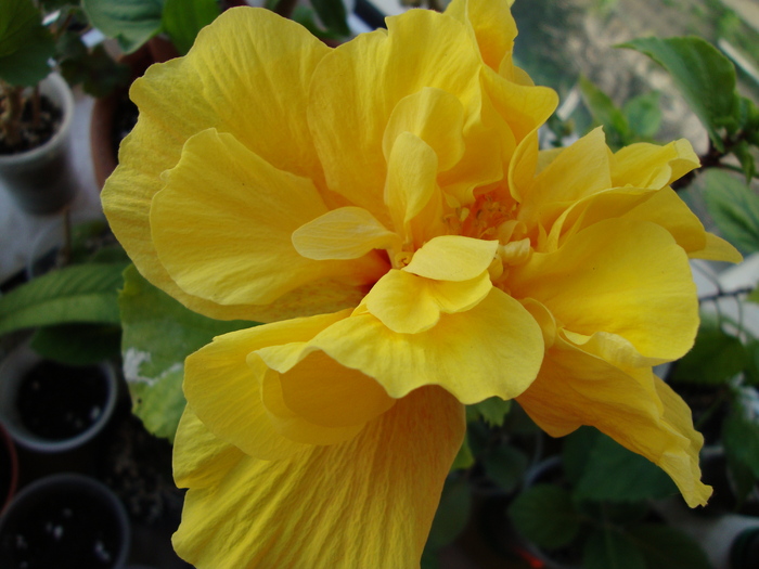 DSC00134 - 2010 hibiscus