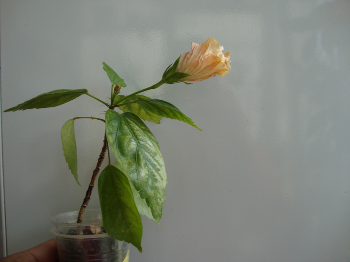 DSC00192 - 2010 hibiscus