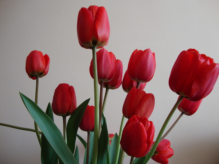 DSC00188 - 2010 primavara-toamna