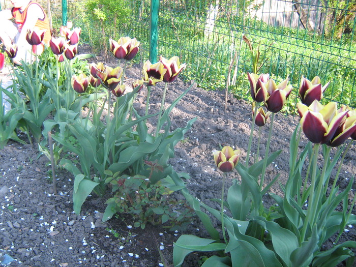 Tulipa Triumph Gavota - Album 2010   primavara