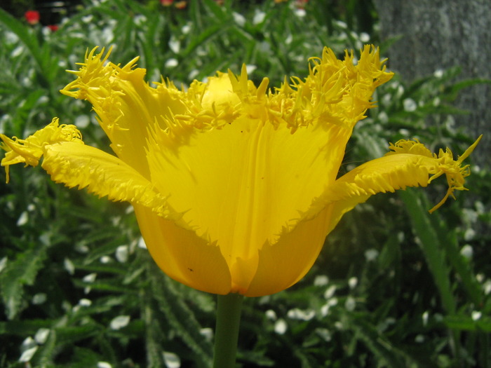 Tulipa Fringed Lambada.