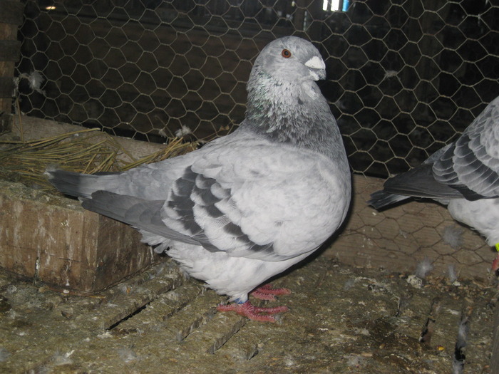 IMG_3846 - Fratut Silviu