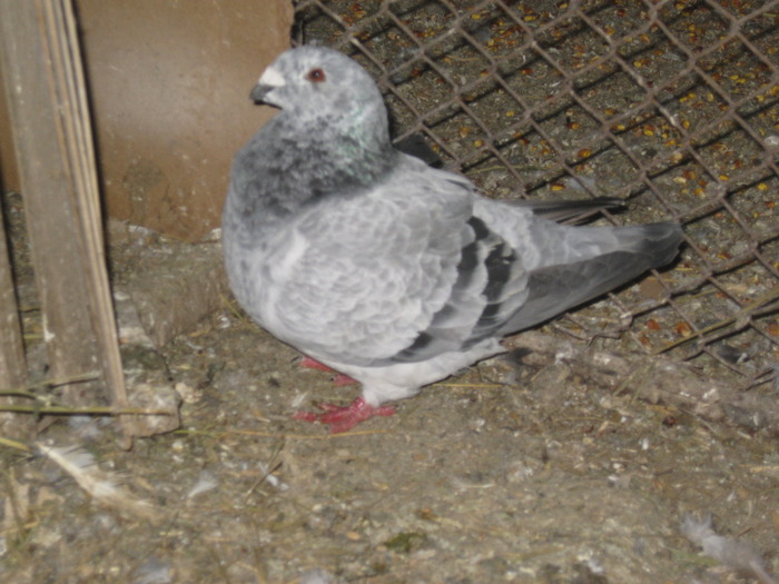 IMG_3870 - Fratut Silviu