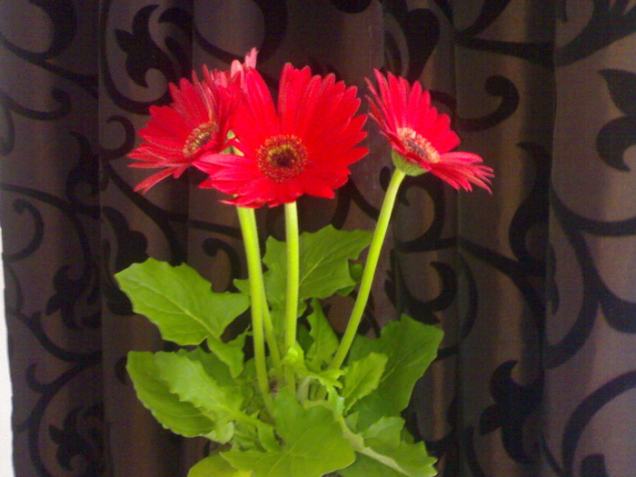 Mini gerbera - Plantute dragute