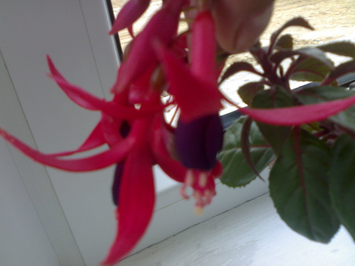 Fuchsia - Plantute dragute