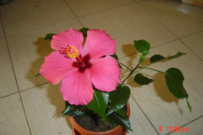 New Folder 2 050 - 09-2012-HIBISCUS