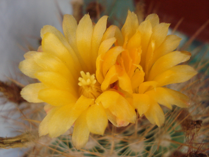 DSC08010