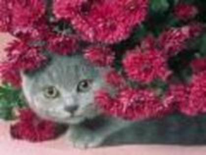 pisicuta costa 10 poze cu flori puse intrun album plata pentru hotelul de 7 stele