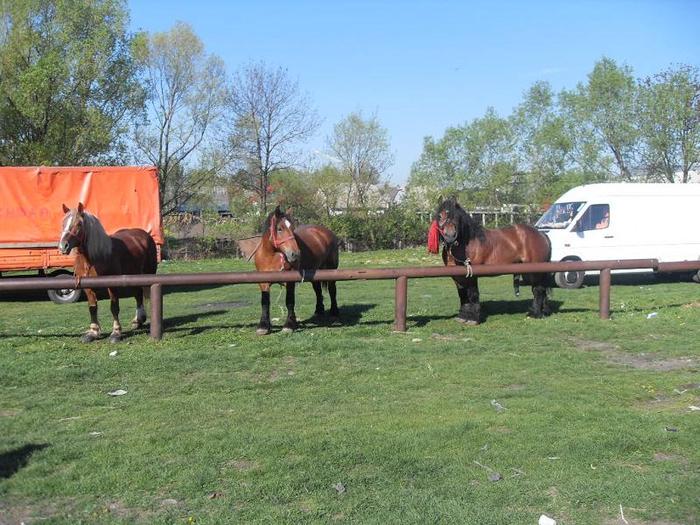 SDC11145 - Radauti  2010
