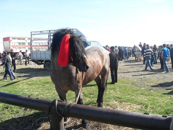 SDC11155 - Radauti  2010