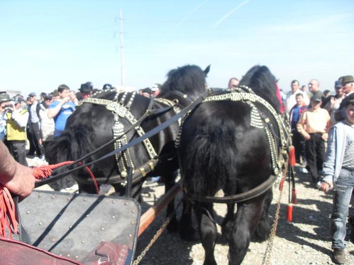 SDC11193 - Radauti  2010