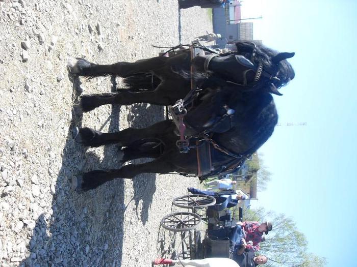 SDC11202 - Radauti  2010