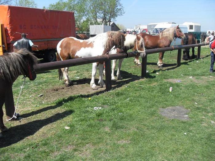 SDC11264 - Radauti  2010