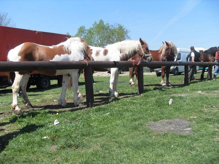 SDC11265 - Radauti  2010