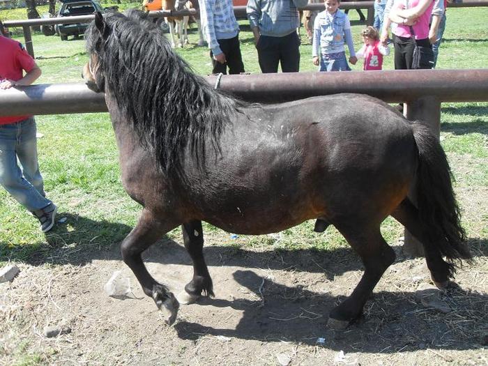 SDC11270 - Radauti  2010