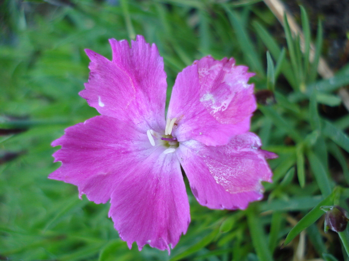 Dianthus Kahori (2010, May 04)