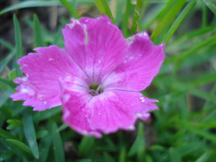 Dianthus Kahori (2010, May 04)