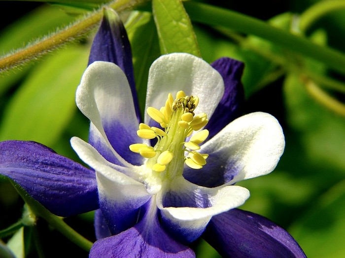 Caldarusa bicolora - Flori