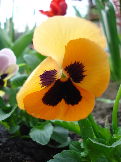 Delta Orange pansy, 24apr2010 - Delta Blotch Orange pansy