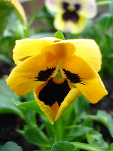 Delta Orange pansy, 24apr2010 - Delta Blotch Orange pansy