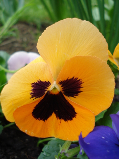 Delta Orange pansy, 25apr2010 - Delta Blotch Orange pansy