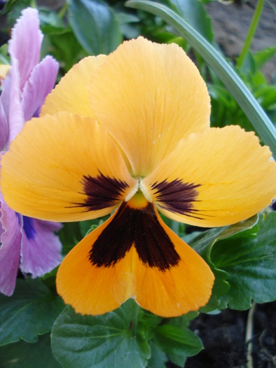 Delta Orange pansy, 01may2010