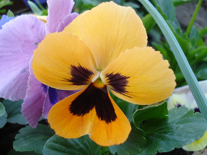 Delta Orange pansy, 01may2010