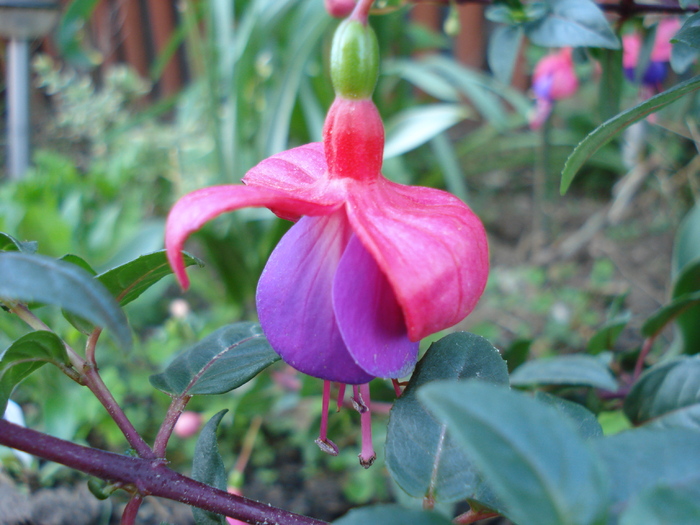 Fuchsia Mrs Popple (2010, April 27)