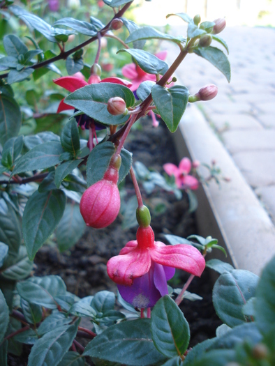 Fuchsia Mrs Popple (2010, April 27)