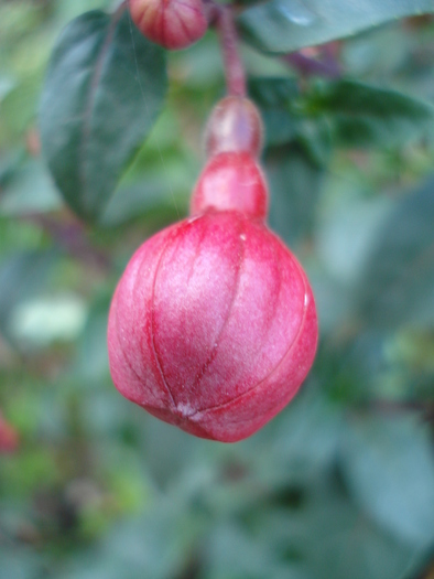 Fuchsia Mrs Popple (2010, April 29)