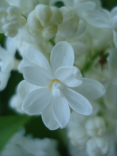 White Lilac Tree (2010, May 02) - Syringa vulgaris White