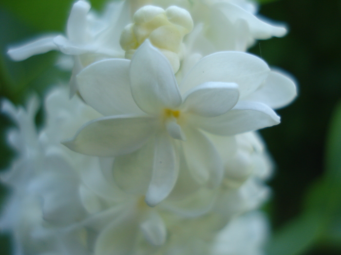 White Lilac Tree (2010, May 02)