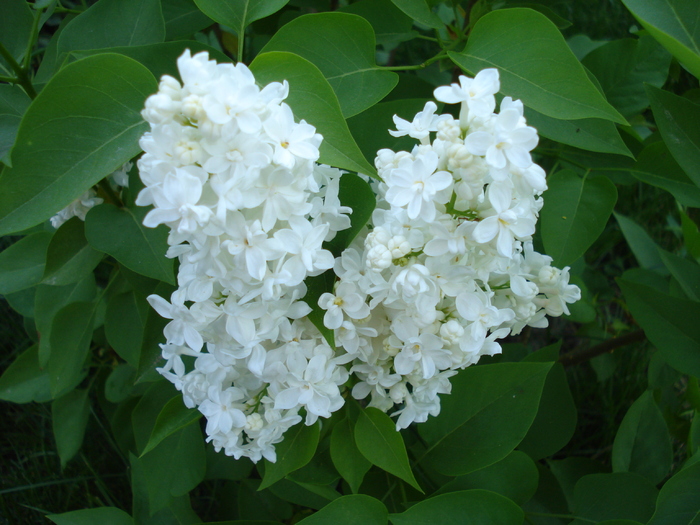 White Lilac Tree (2010, May 02)
