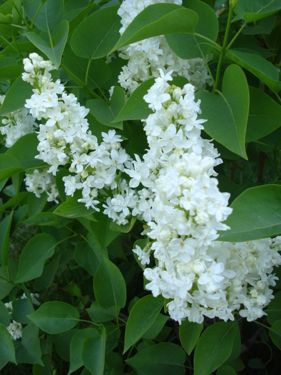 White Lilac Tree (2010, May 02) - Syringa vulgaris White