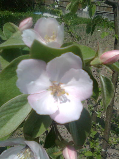 Flori de gutui - Florile pomilor fructiferi