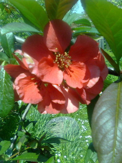 Merisor rosu - Arbusti ornamentali