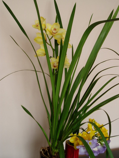 orhidee cibidium - Flori primavara 2010