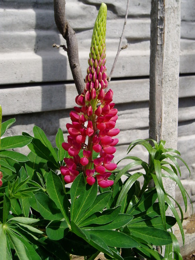 lupin - Flori primavara 2010