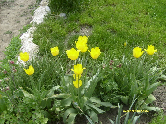 lalele - gradina mea 2010