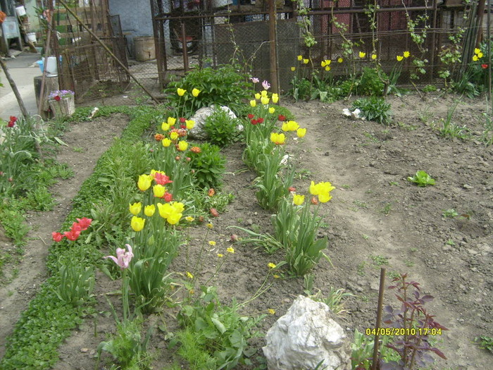 S6303468 - gradina mea 2010