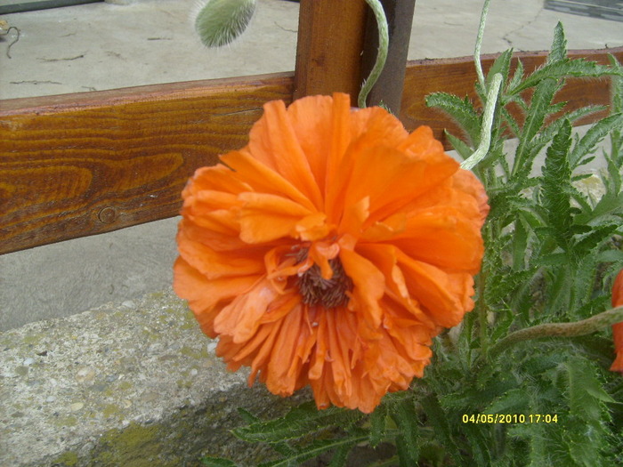 flori de mac - gradina mea 2010