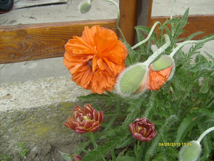 flori de mac - gradina mea 2010