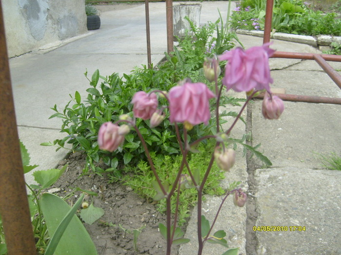 S6303471 - gradina mea 2010