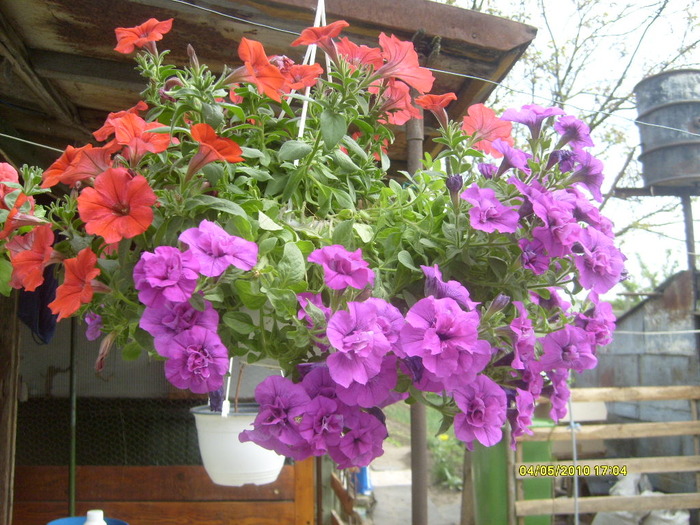S6303473 - gradina mea 2010