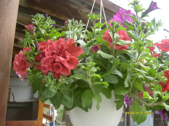 S6303474 - gradina mea 2010