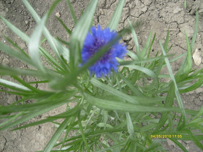 S6303477 - gradina mea 2010
