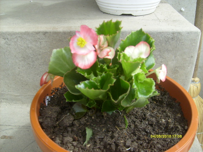 begonie - gradina mea 2010
