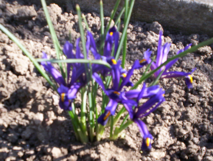 iris reticulata; ei infloresc primavara timpuriu
