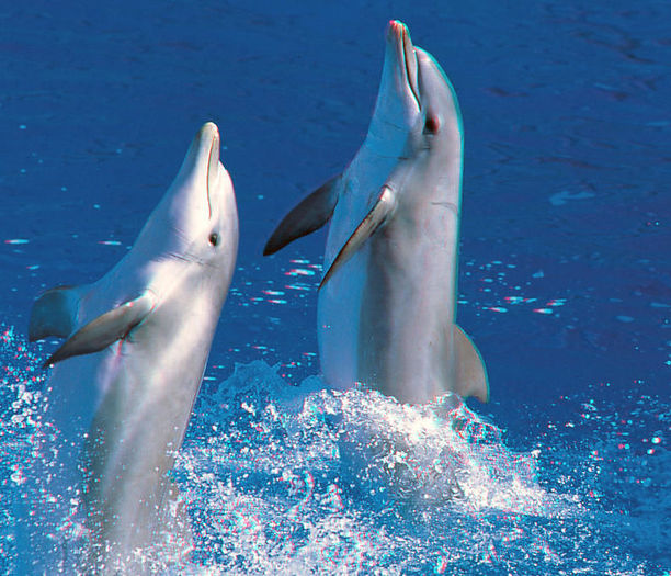 Delfini inteligenti - Delfini